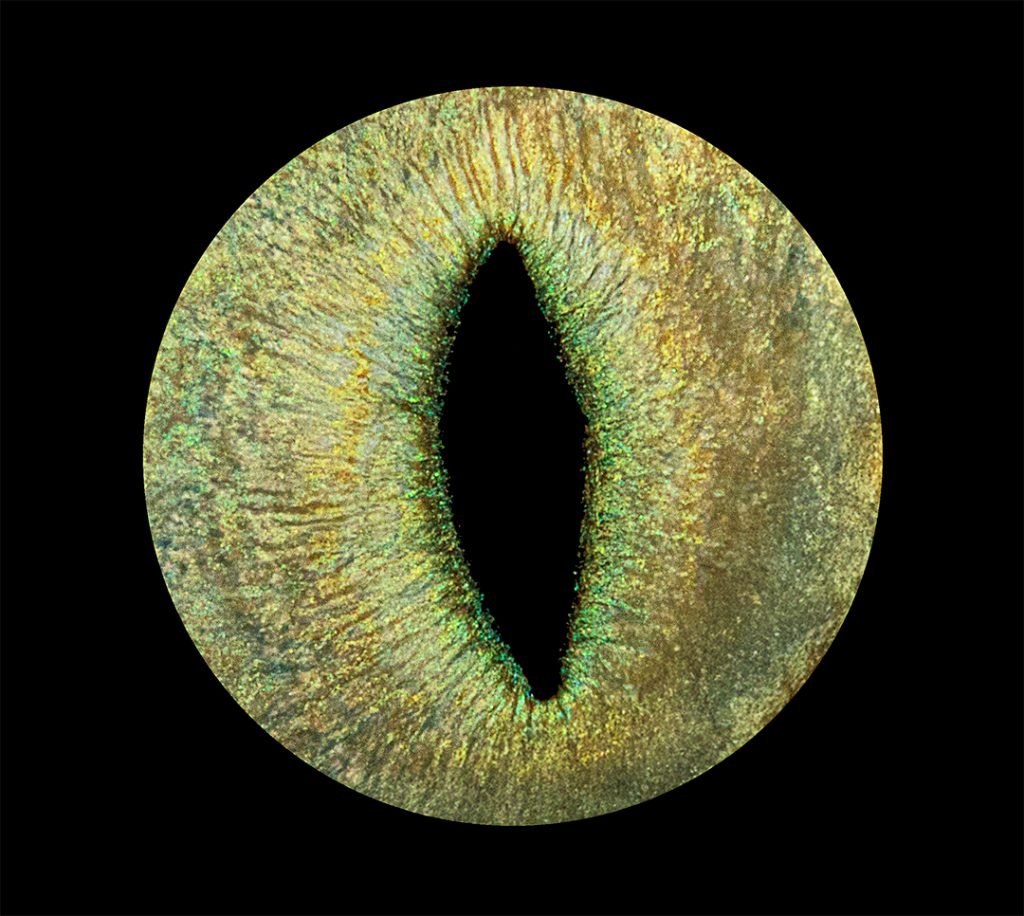 Photo d'iris animal - studio Iris Captures 7350 Thulin